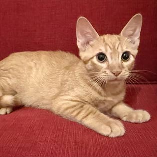 Butternut