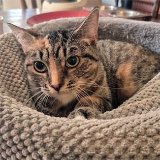 Cat Benatar