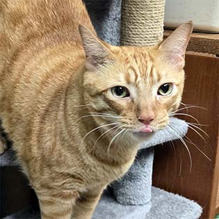 Chico