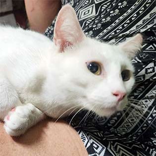 Falkor