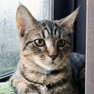 The Kitty Beautiful: A Cat Cafe (Downtown Orlando)