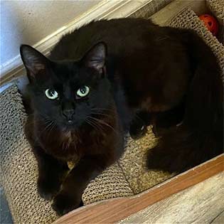 Penelope