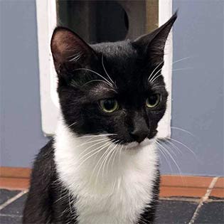 Perdita