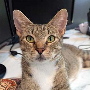 Electra